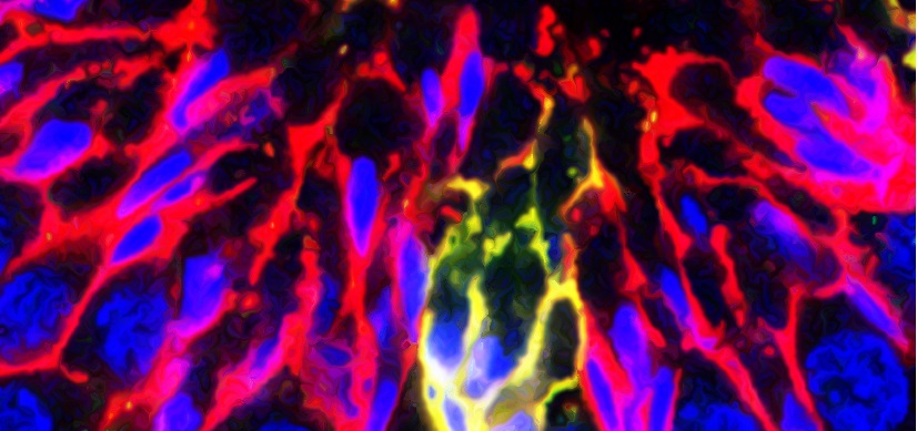 Defalco-THUMB.jpg Study Reveals a Gene Crucial to Sperm Cell Production