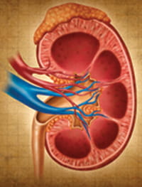 Illustration of a kidney.