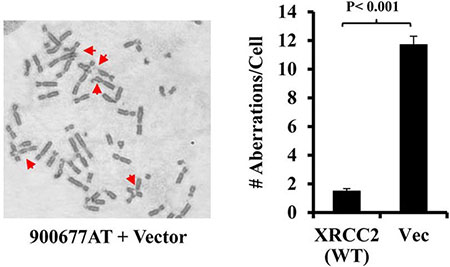 FANCJ promotes the assembly of FANCD2 nuclear foci.