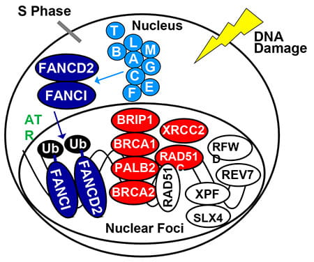 Diagram of FA-BRCA pathway.