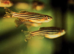 Zebrafish.