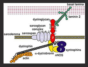 Mechanisms of Duchenne and Miyoshi Myopathy.