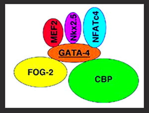 Regulation of Transcription.