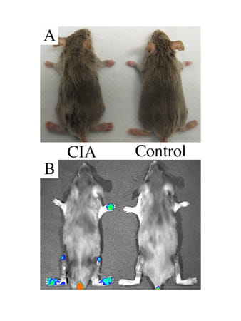 SapC-DOPS-CVM localizes to arthritic paws.
