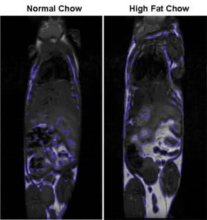 Representative image of magnetic imaging with 7T MRI demonstrating that mice on a high fat diet have increased adiposity.