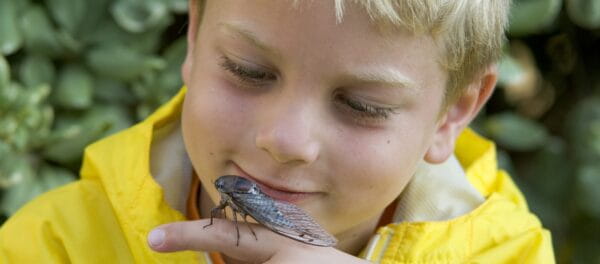 How to Help Children With Cicadas