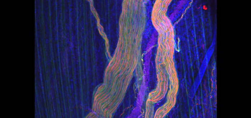 Of Mice and Molecules: Our Confocal Imaging Core