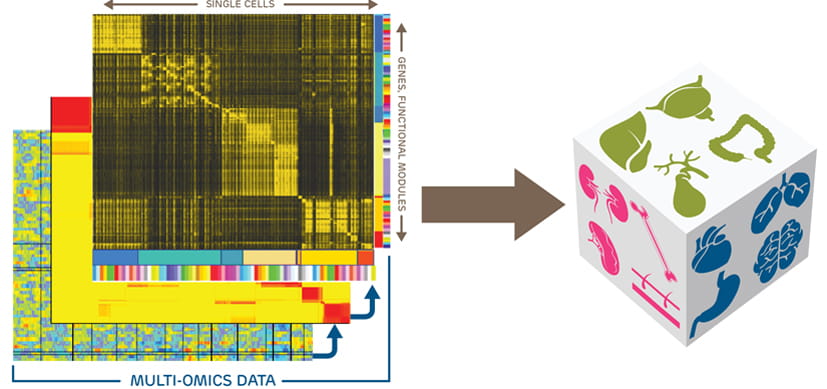 Pediatric Cell Atlas Aims to Map the Universe of Cells Responsible for Organ Growth and Disease Prevention