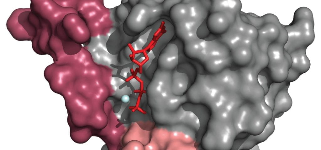 Small Molecule IODVA1 Shows Early Promise Against RAS-Driven Cancers