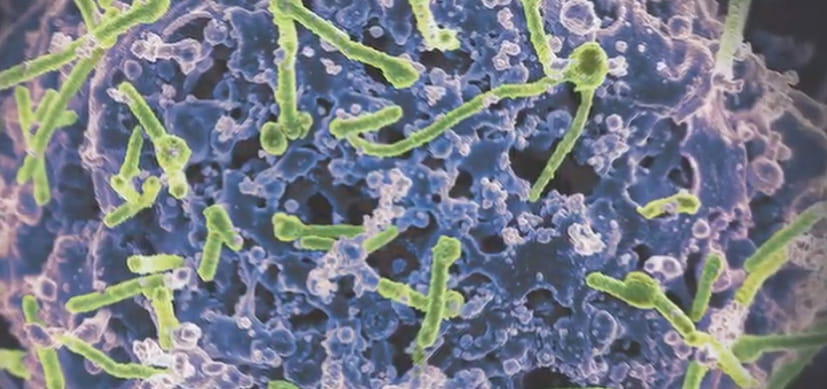 New Universal Ebola Vaccine May Fight All Four Virus Species That Infect Humans