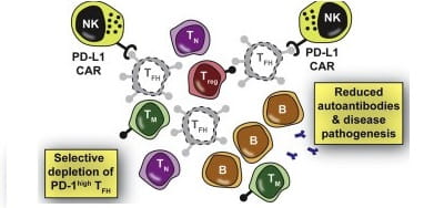 waggoner-figure-8x4-1.jpg Novel CAR NK-Cell Technology Could Lead to New Treatments for Lupus, Other Incurable Diseases