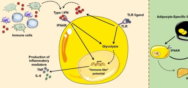 How a Fat Cell’s Immune Response Makes Obesity Worse