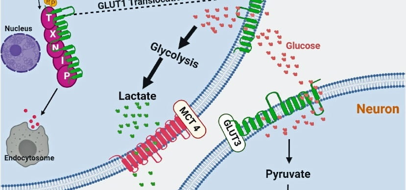 DasGupta_CellReports-8x4-1.jpg Scientists Discover Key Regulator of Neuron Function and Survival