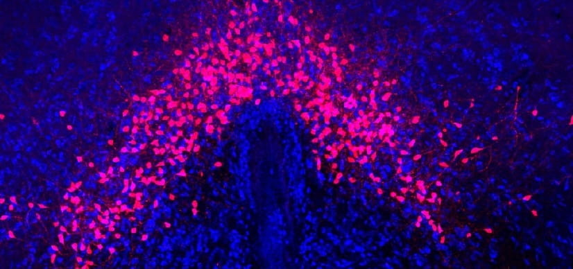 Sunlight Reaches Deep Into Brain to Play Key Role in Metabolism