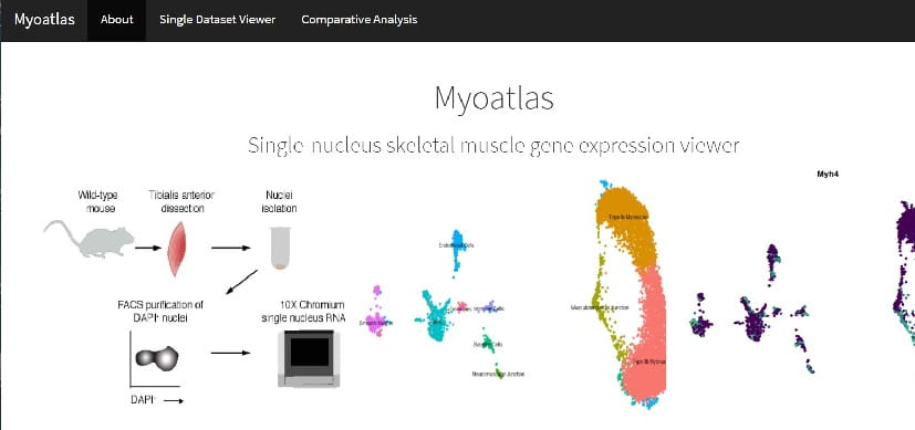 ‘Myoatlas’ Reveals Some Muscle Fiber Nuclei Play Special Roles
