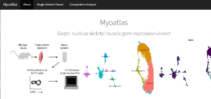 myoatlas-thumb.jpg ‘Myoatlas’ Reveals Some Muscle Fiber Nuclei Play Special Roles