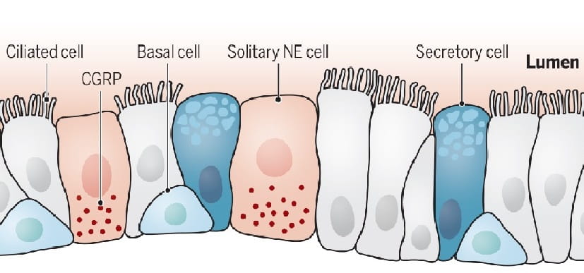 Fresh Perspective on Lung Repair Mechanisms