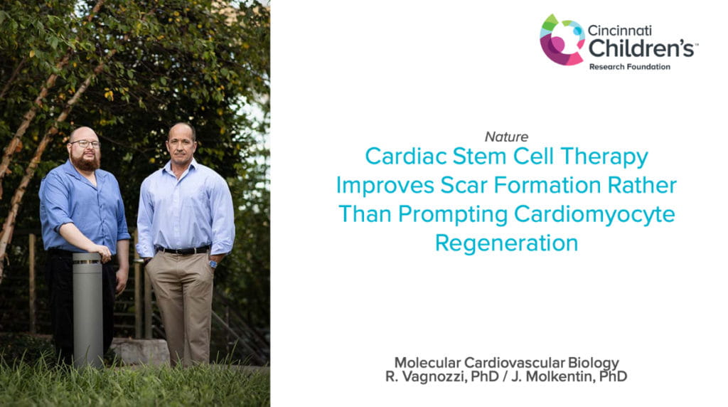 Cardiac Stem Cell Therapy Improves Scar Formation Rather Than Prompting Cardiomyocyte Regeneration
