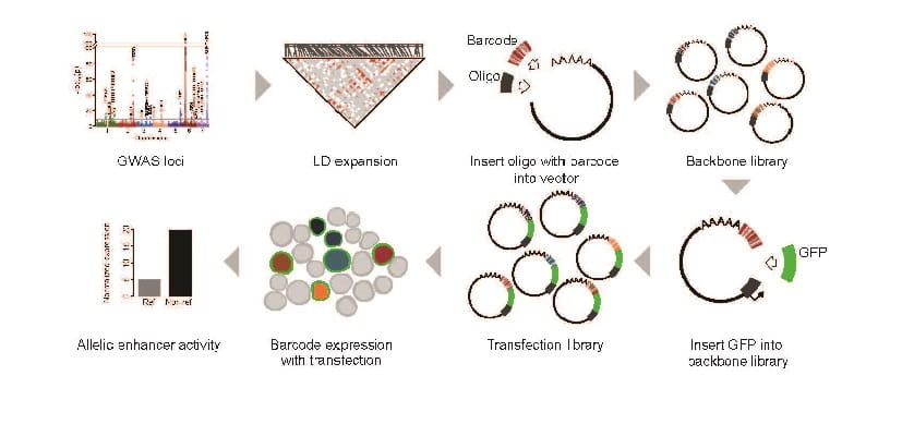 ‘Massively Parallel’ Gene Screening Tool Can Accelerate Research for Nearly Any Disease