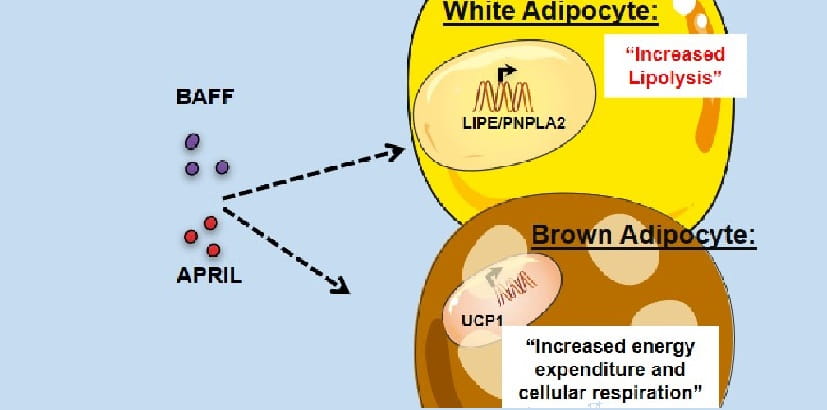 Study reveals potential new way to burn fat faster