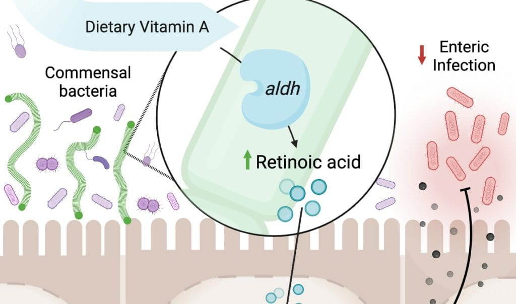 Vitamin A Helps Our Immune Systems Thanks in Part to Gut Bacteria That Make Their Own Supply