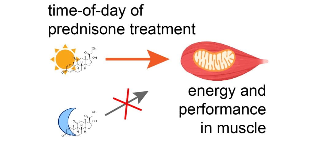 Steroid Treatments for Duchenne Muscular Dystrophy May Depend on the Clock
