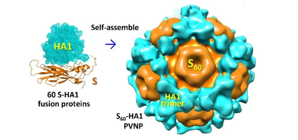 nano-2-1024x481.jpg Nanoparticle Platform Shows Progress in Flu Vaccine Development