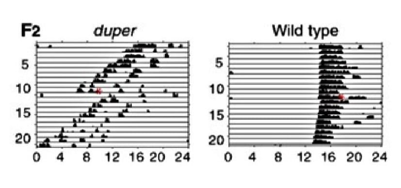 duper-chart.jpg How to Cure Jet Lag? Study Mutant Hamsters