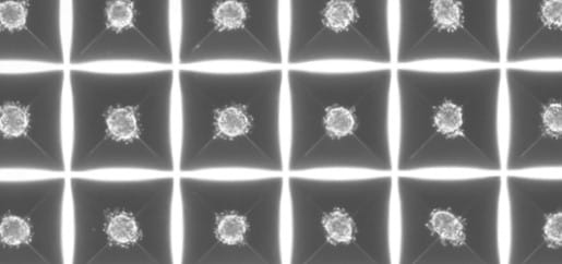 Organoid Production Breakthrough to Help Accelerate Disease and Drug Development Research