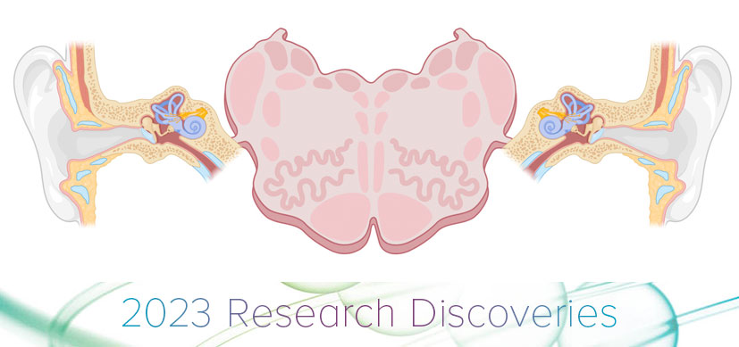 Sound Input May be Modified by Cerebral Cortex and Brainstem Processes