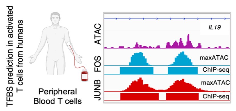 Miraldi-maxATAC-THUMB.jpg New Tool Provides Low-Cost, High-Quality Means to Map Transcription Factor Binding Genome-Wide