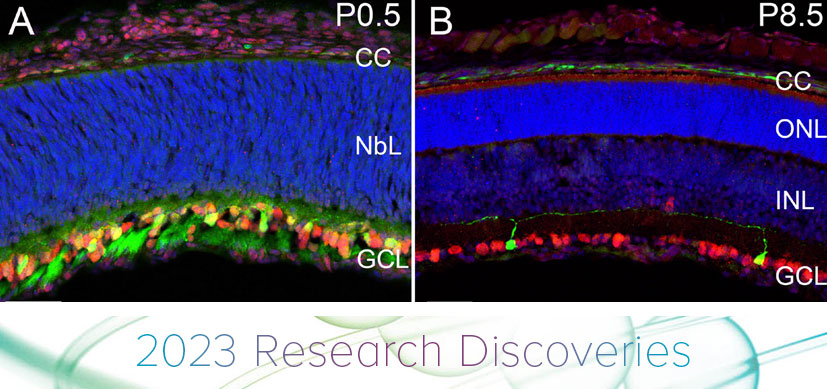 Existing Body of Vision Science Appears Nearsighted About Myopia