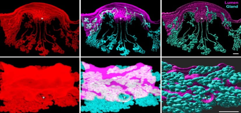 Tiny Sepharose Blue Beads Help Scientists Discover a ‘Landing Signal’ Vital to Early Moments of Pregnancy