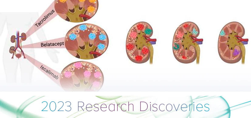 Research Reveals Novel Insights into Transplant Rejection and New Drug Development Targets