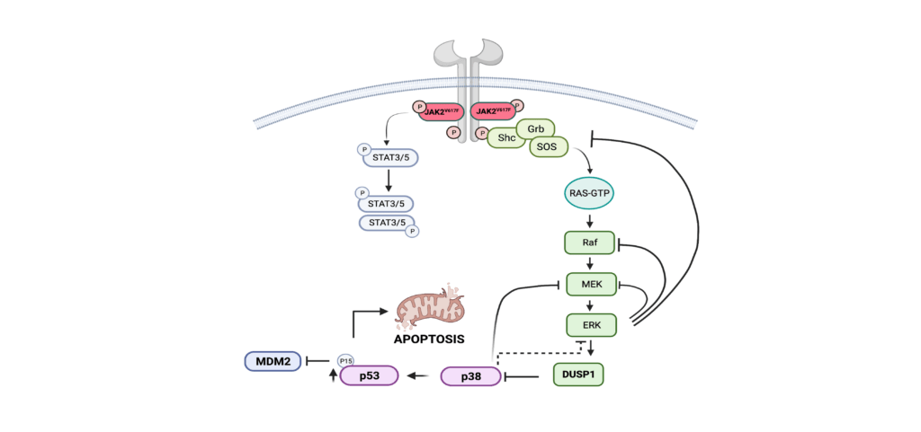 Research Reveals Potential Achille’s Heel in Treatment-Resistant MPN