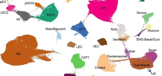 LungMAP Adds More Single-Cell References