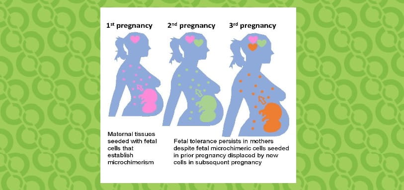 Moms’ Ability to ‘Remember’ Prior Pregnancies Suggests New Strategies for Preventing Complications