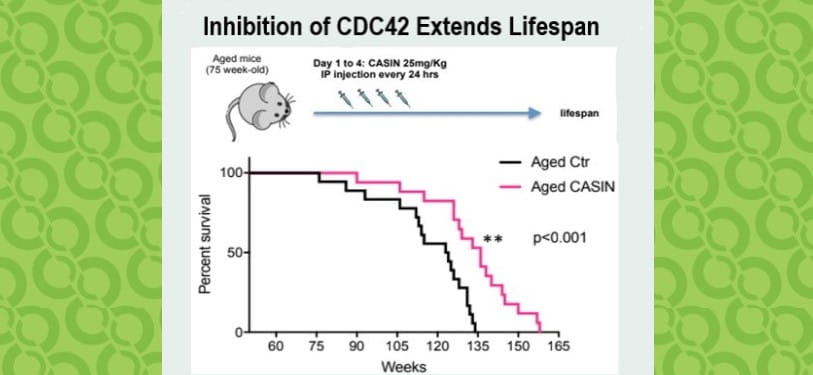 Stem Cell Rejuvenation Technology Licensed to Mogling Bio
