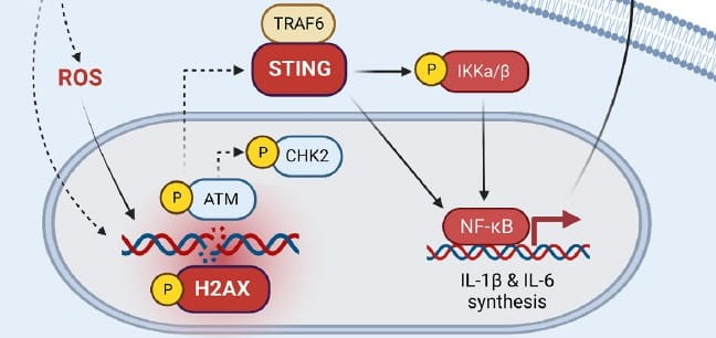 Can Science Take the STING Out of Runaway Inflammation?