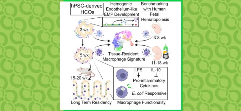 First the Small Intestine, Now the Colon has an Organoid with an Immune System