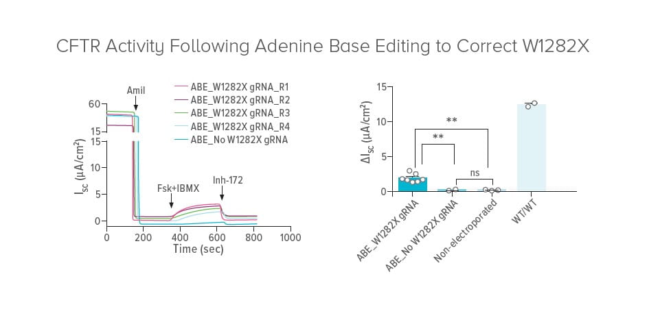 Gene Editing Shows Promise for Correction of CFTR Variants Currently Without Treatment
