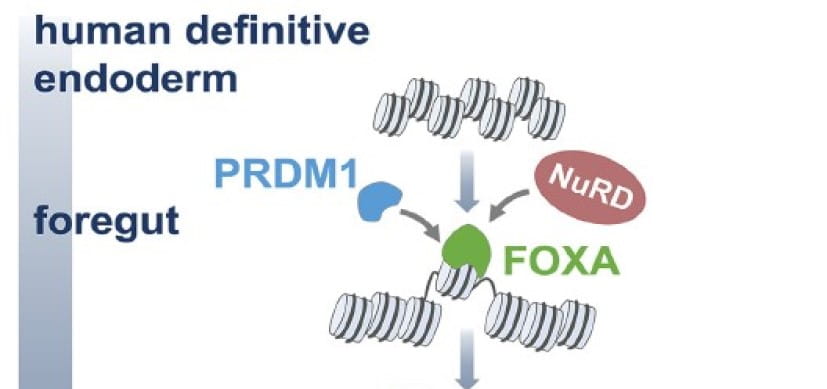 How ‘Pioneers’ Blaze the One Trail that Determines Cell Fate