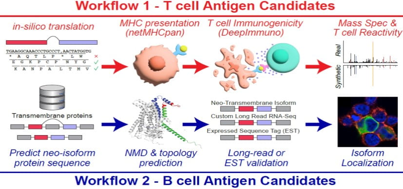 SNAF-sciart-THUMB2.jpg New Research Tool Seeks to Accelerate Hunt for Cancer Immunotherapy Targets