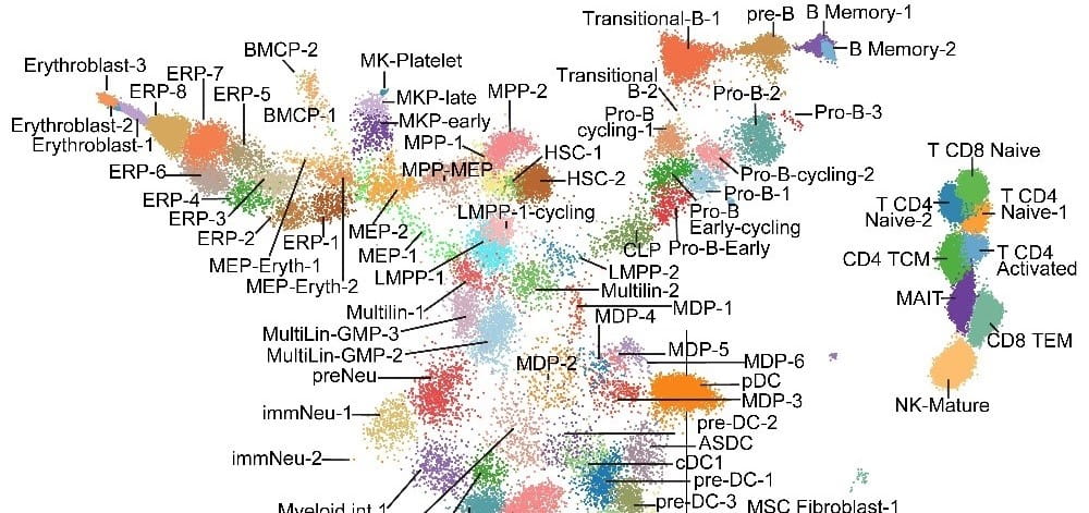 Atlas-map-image-THUMB.jpg Advanced Map of Human Blood Stem Cells Could Guide Highly Targeted Leukemia Care