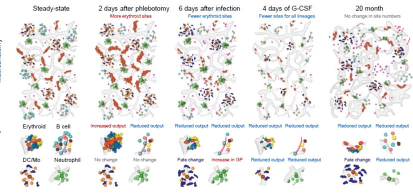 First Skeleton-Wide Study of Blood Cell Formation Yields Surprising Findings
