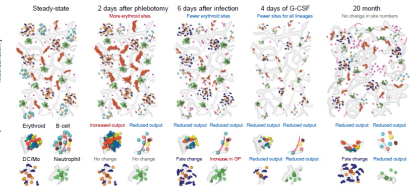 Bone-Marrow-THUMB.jpg First Skeleton-Wide Study of Blood Cell Formation Yields Surprising Findings