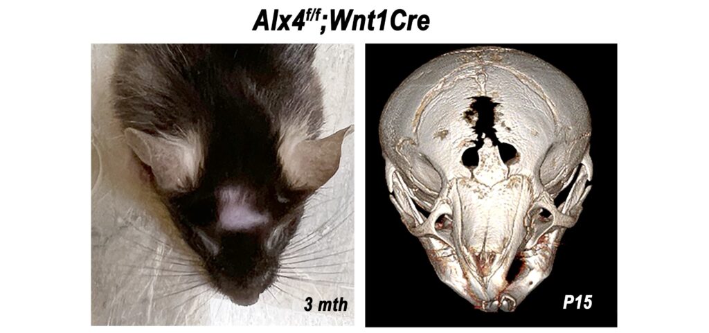 New Mouse Model May Shed Light on Alopecia Mechanisms