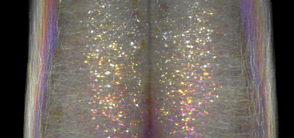 Stimulating V2a Neurons Improves Breathing in Mice After Spinal Cord Injury