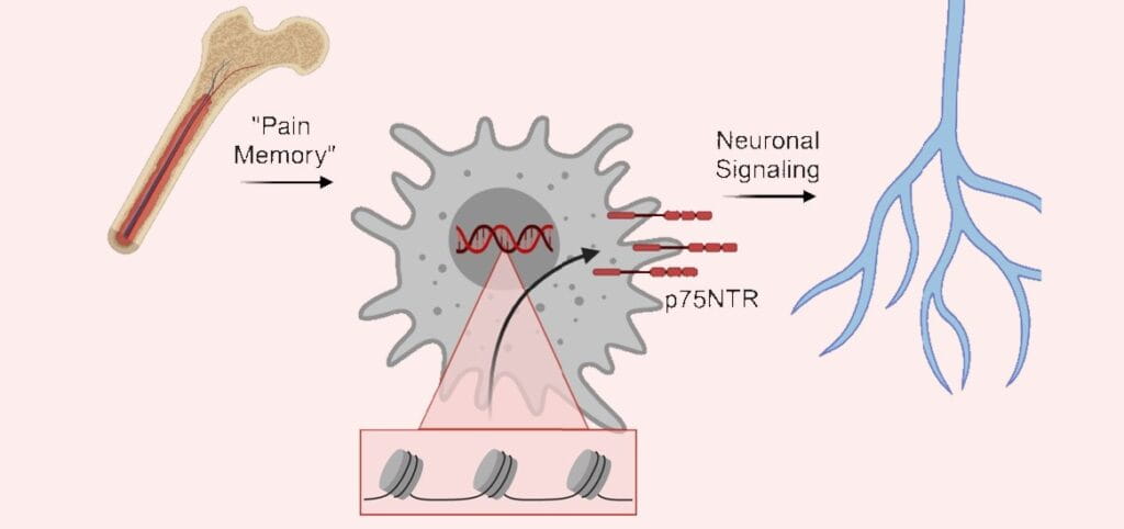 Immune Cells Carry a Long-Lasting ‘Memory’ of Early-Life Pain