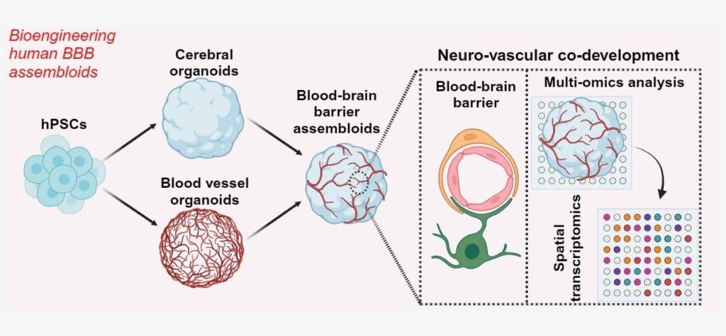Groundbreaking Advance in Brain Science: Creating Human Blood-Brain Barrier ‘Assembloids’